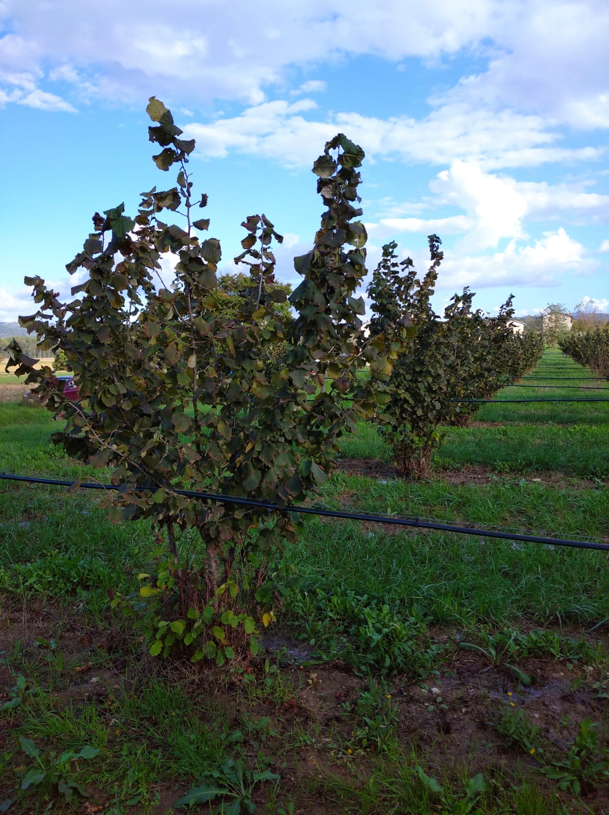 Visita Pro Agri 2