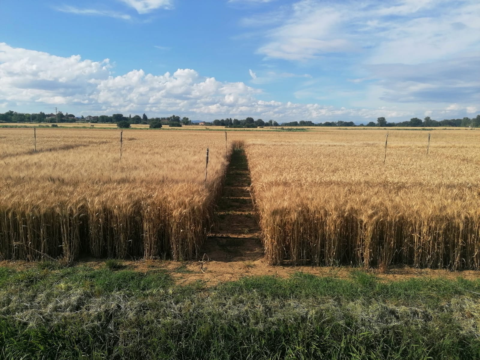 Visita tecnica alla Stazione Sperimentale di Papiano PG 5